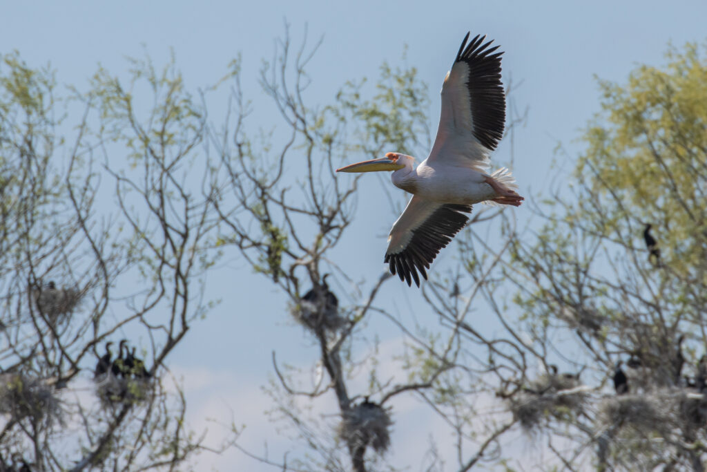 pelican în delta dunării