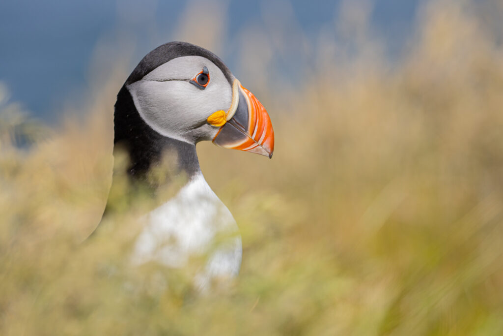 Pufin în Scoția