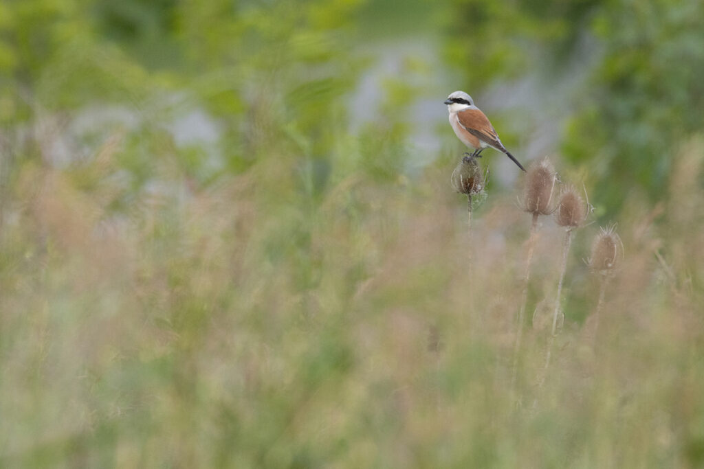 Sfrâncioc roșiatic