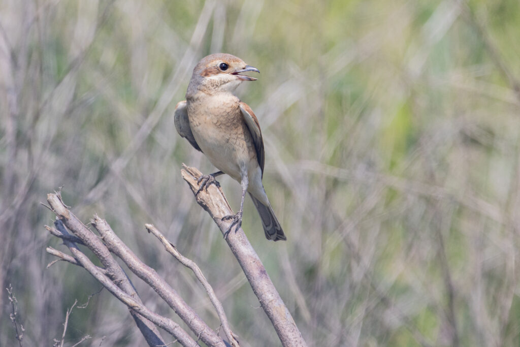 sfrâncioc roșiatic
