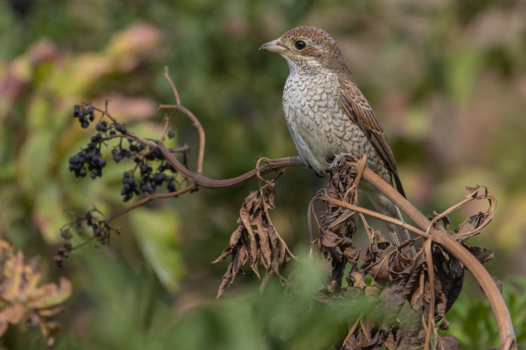Sfrâncioc roșiatic