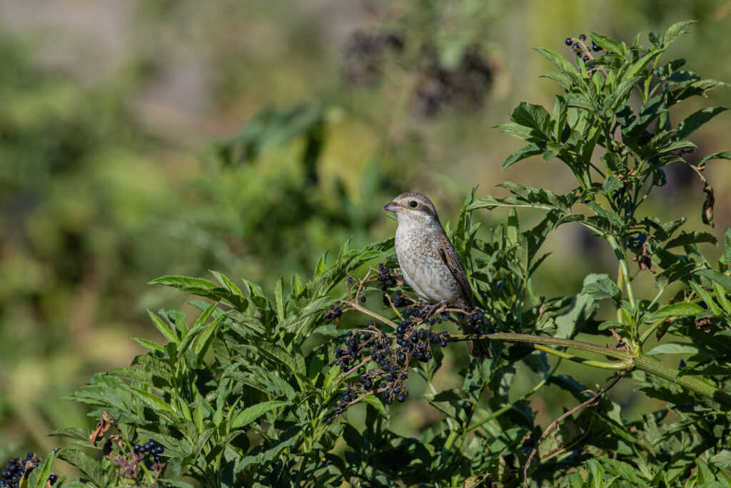 Sfrâncioc roșiatic
