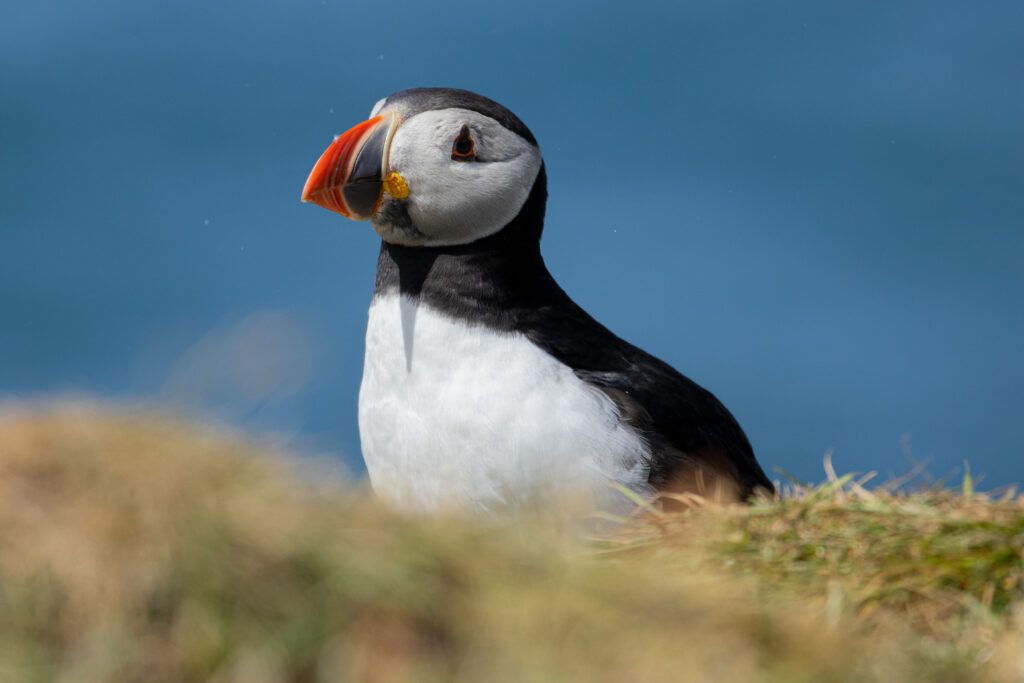 Pufin